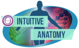 Formation ThetaHealing ®Anatomie Intuitive